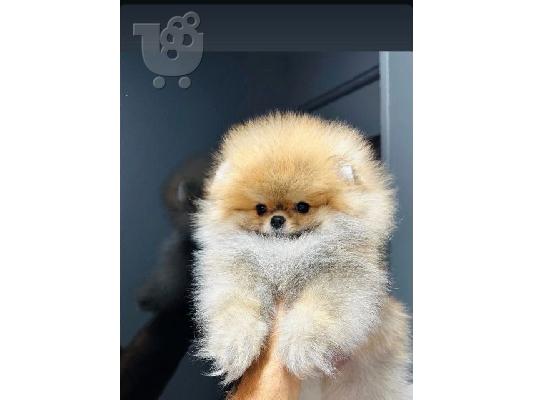 Pomeranian, κορυφαίας ποιότητας κουτάβια
